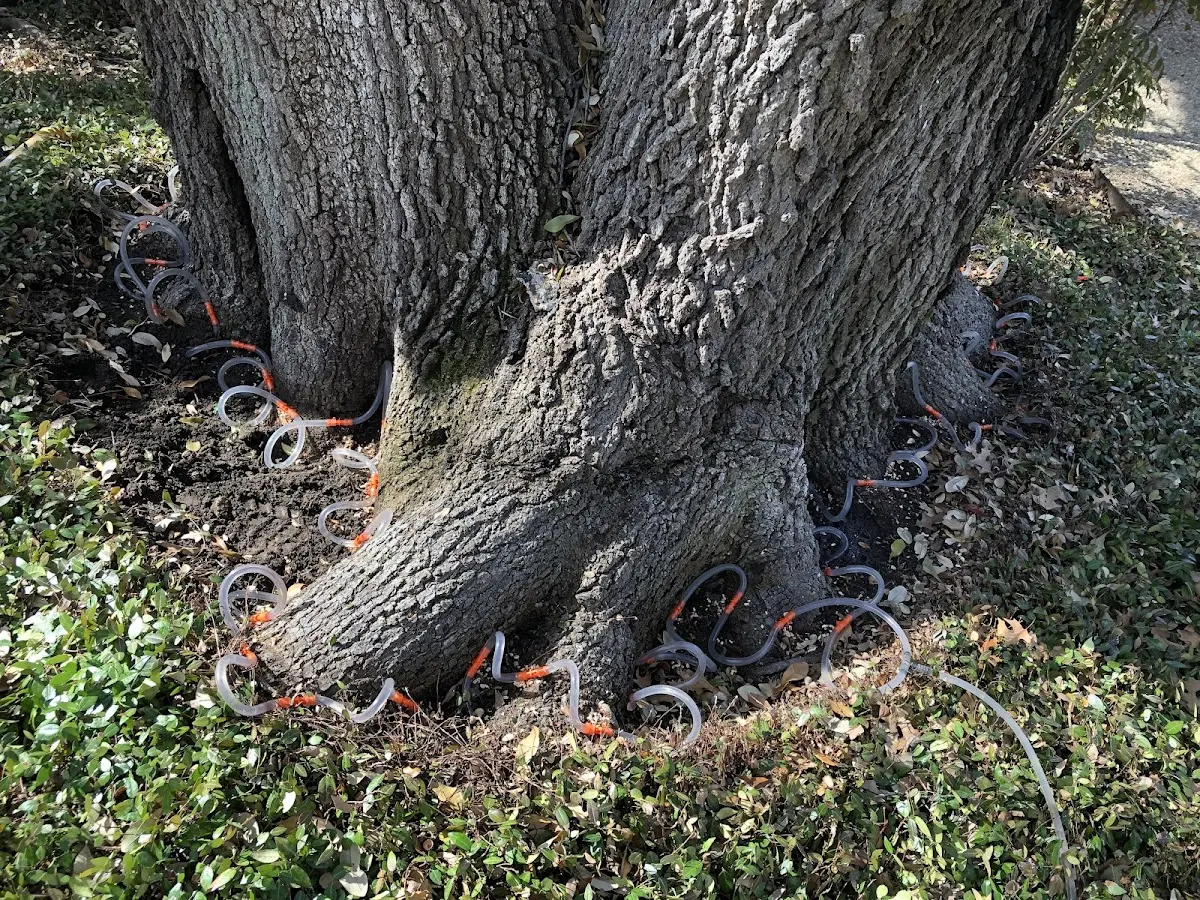 Detailed Tree Cabling and Bracing job site in Bladensburg